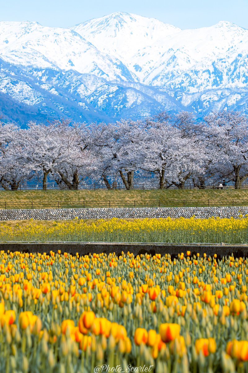 春の富山県が言葉を失う程の絶景でした…