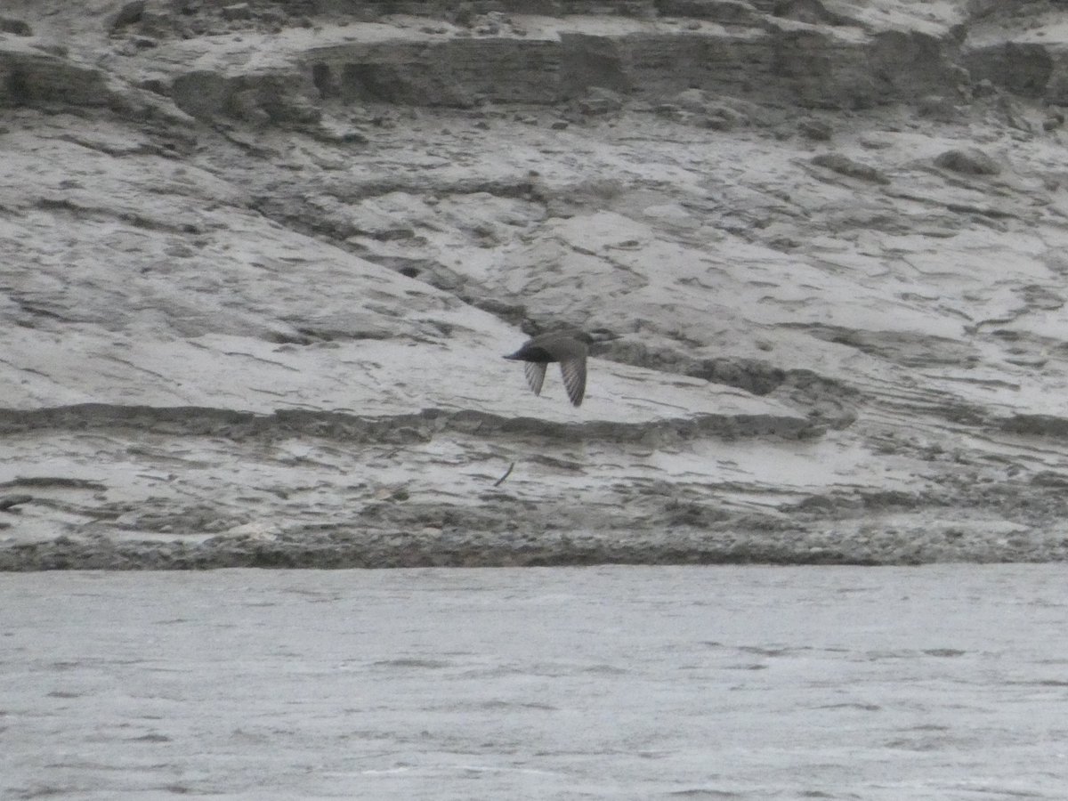 A quick check of the Lune near Salt Ayre was worthwhile this morning with my first Common Scoter in the area, although it soon flew downriver @LDBWSnews