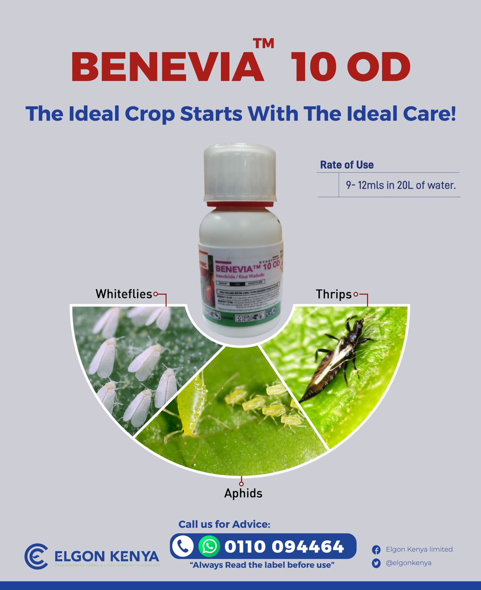 BENEVIA offers protection against insect pests; thrips, whiteflies and aphids till the end of your crop production. Incorporate BENEVIA on your spray program and see a sweet tasting improvements in yield and quality. Rate of Use: 9-12ml / 20L 📞0110 094 464 #KOT #KOX #Pests
