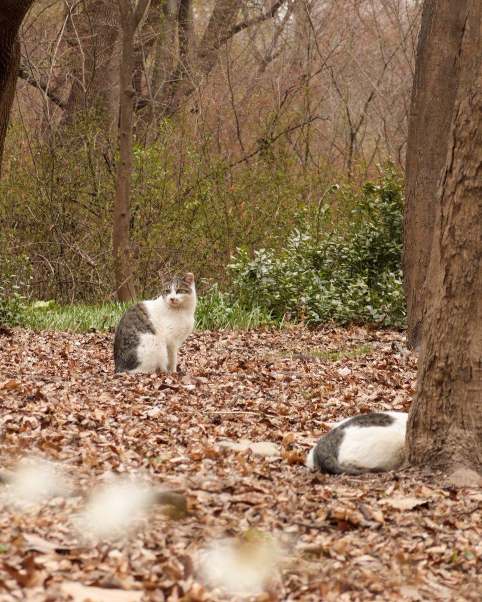 꽁꽁 얼어붙은 한강 뿐만 아니라
창경궁 뒷산 위에도 고양이가 걸어다닙니다.
한 겨울의 얼어붙은 한강 위를 걸어다니는 고양이를 취재한 뉴스가 큰 인기를 얻어챌린지로 유행하고 있습니다.
유행에 못 이긴 척 아껴두었던
창경궁 뒷산의 고양이 사진을 꺼내봅니다.
©APC