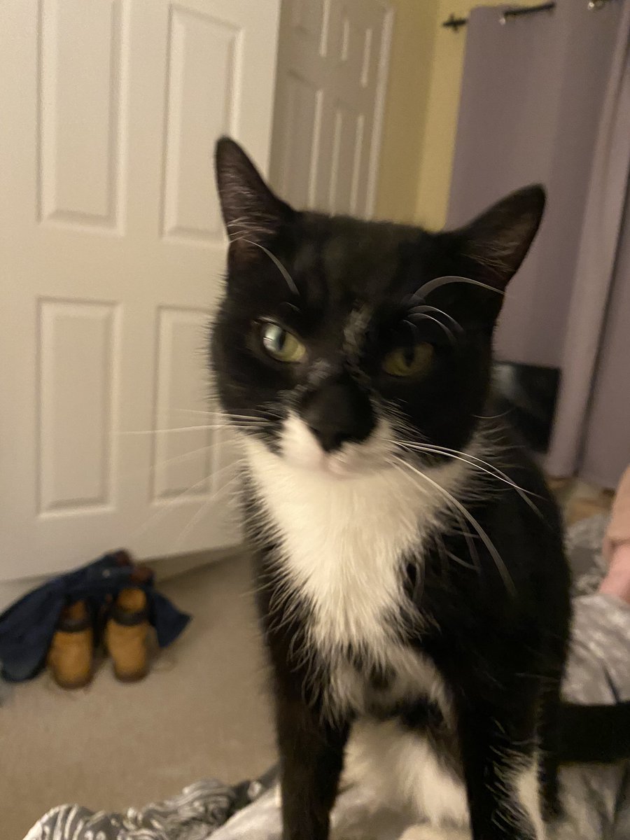 Jessie is still #missing 💔 Cats are family, and Jessie's family are so worried for her & miss her so much. If someone has been feeding her or thinks they have seen her please contact @736Ash asap. Jessie is from Lledrod #Ceredigion #SY23 Last seen March 2024 #CatsAreFamily