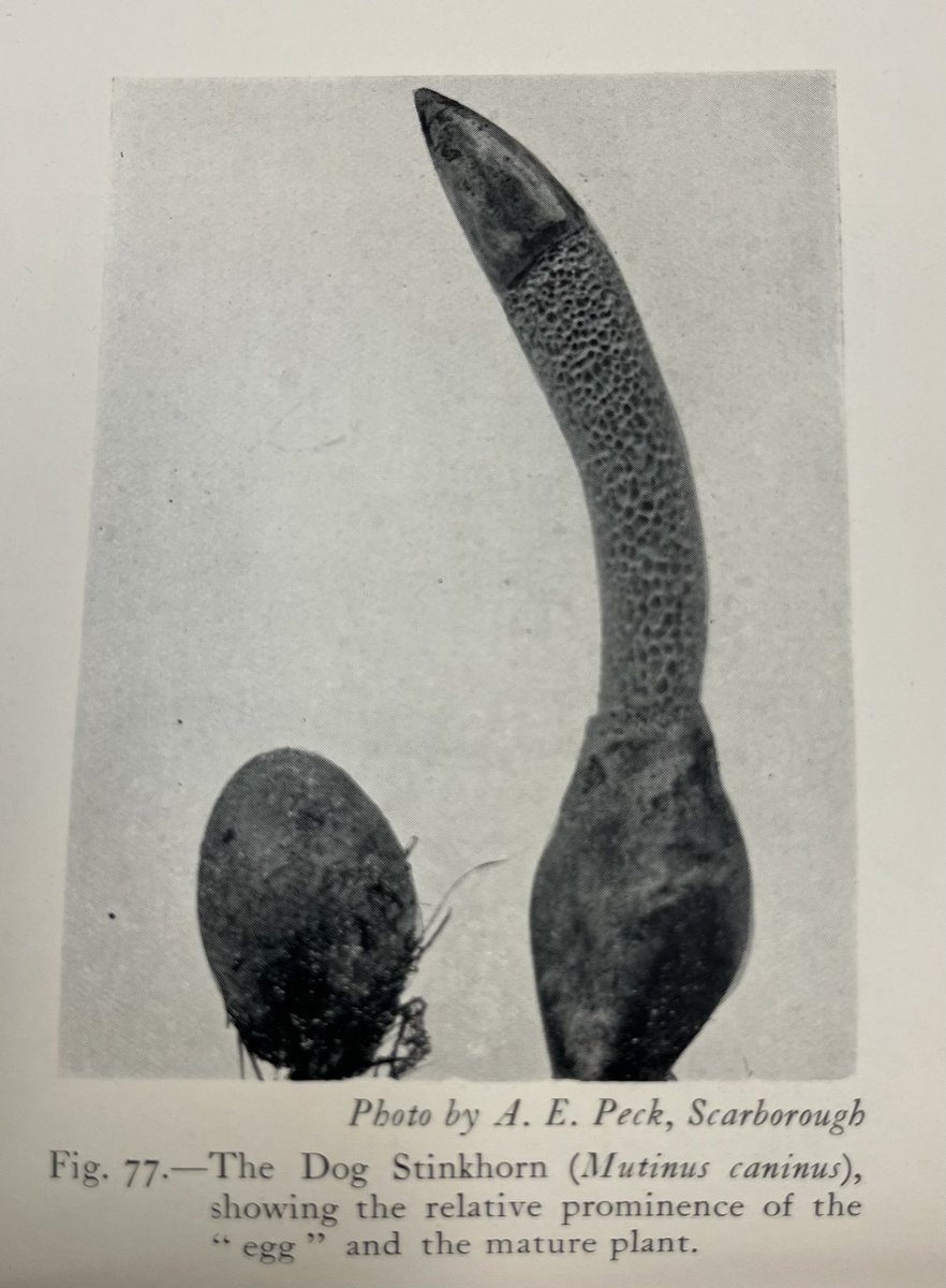 Loving this #booktitle and the “Doomed” title of one of Arthur Peck’s (1870-1940) incredible #photographs for #FungiFriday. “Cramp balls” as charms & the inimitable “dog stink horn” too - what’s not to love about the #fabulous world of #fungi ? Available to peruse @NHM_Library