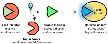 Our teams at @chalmersuniv and @goteborgsuni just published this amazing paper (doi.org/10.1039/D4SC00…) at @ChemicalScience on release-and-report light-controlled kinase inhibitors!