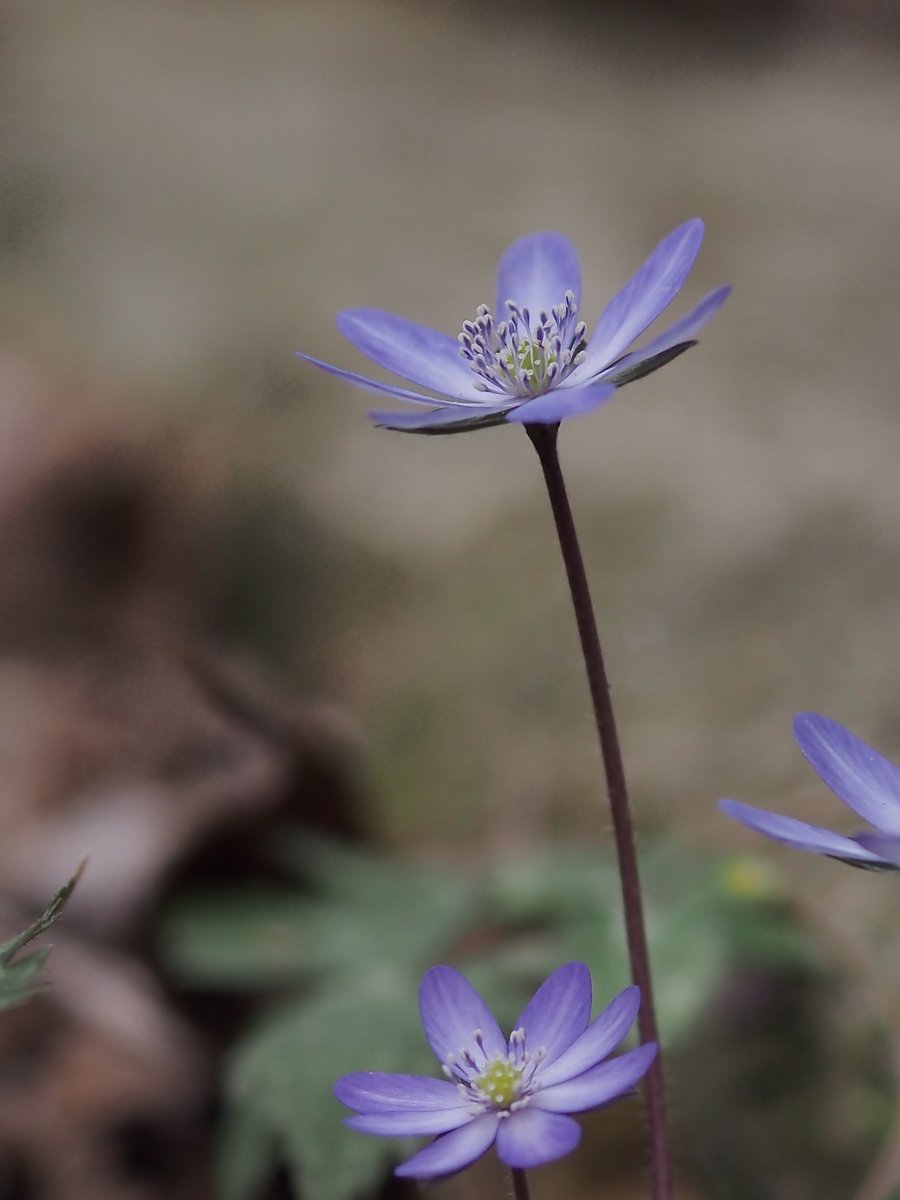神秘的な青紫色の雪割草❁

#神戸市立森林植物園

OLYMPUS PEN Lite E-PL6
M.ZUIKO DIGITAL ED 75mm F1.8