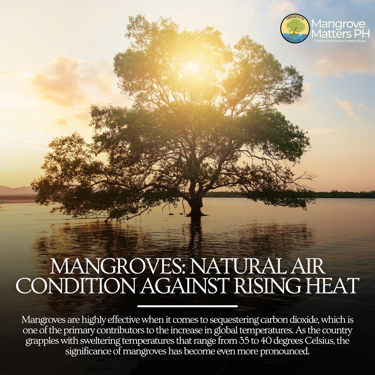 Feeling the intense heat in the Philippines? Mangroves are vital for help!