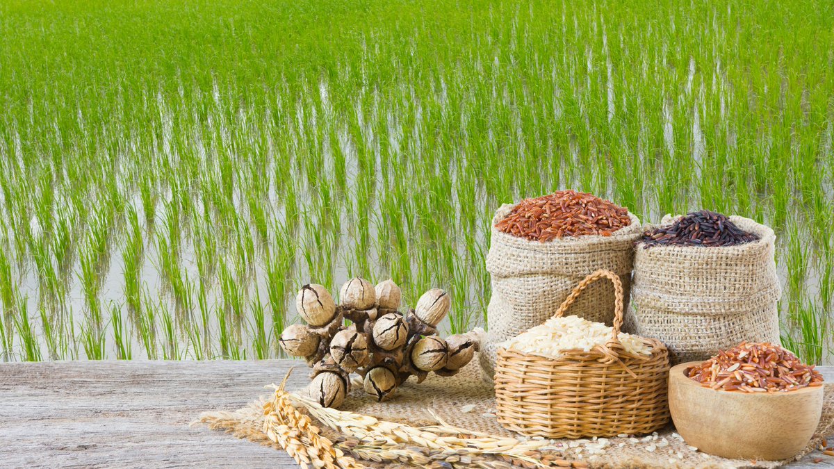 ict_post's tweet image. ictpost.com/%e0%a4%a7%e0%a… धान की खेती हमारी धरती को कैसे गर्म बना रही है #ict_post #Climatechange