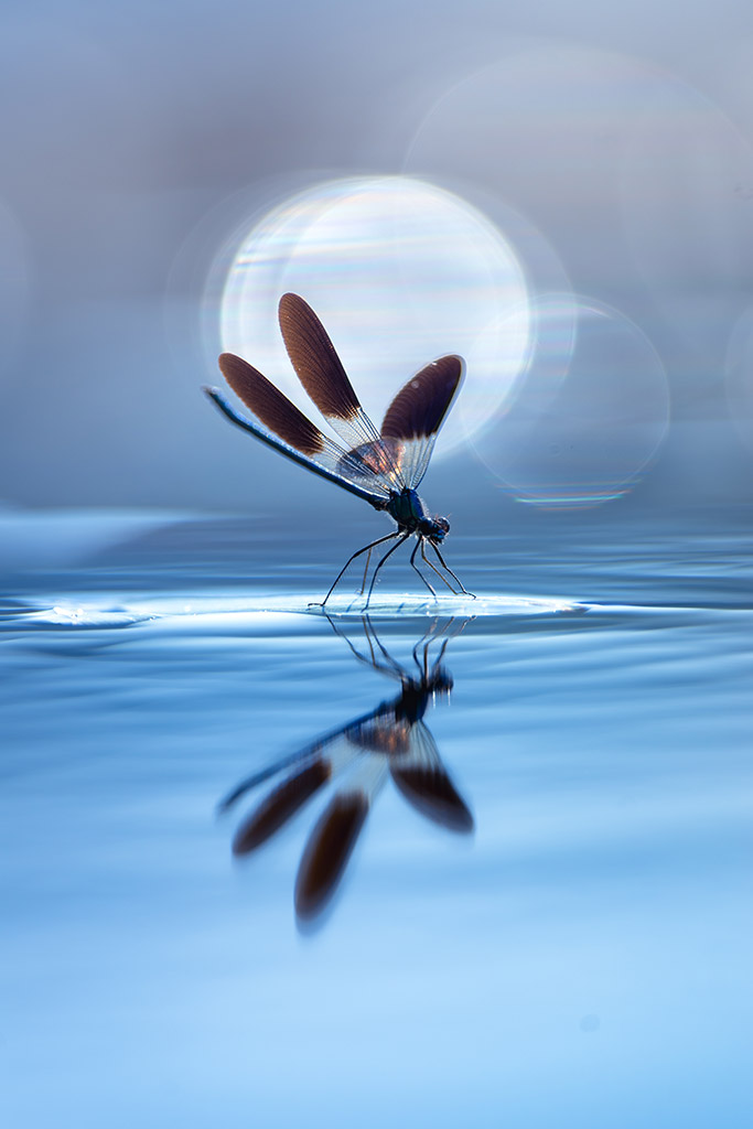 Let's see your best water themed photos! 💦 🌊 #FocusFriday @cupotyawards Water Challenge winners and finalists share their tips here for inspiration: amateurphotographer.com/latest/photo-n… 📷 Sebastien Blomme