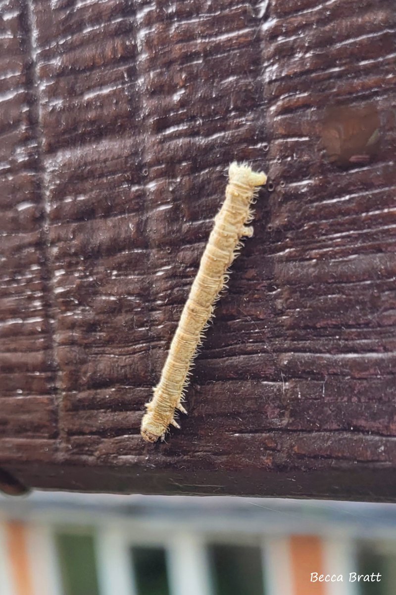 The fence outside our office at #LowerSmiteFarm played host to a wandering caterpillar this week. The distinctive ‘skirt’ you can see in the photo make it the larva of the light emerald moth – usually you’d find it on a range of trees and shrubs, such as oak, blackthorn or birch.