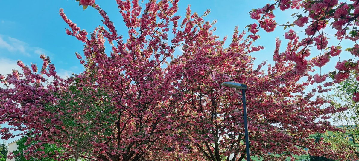 Pink and green, sunny, warm, and every little bird was singing. Even the sky was singing.