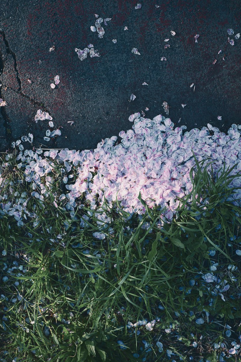 朝の空気に触れる桜の花びら