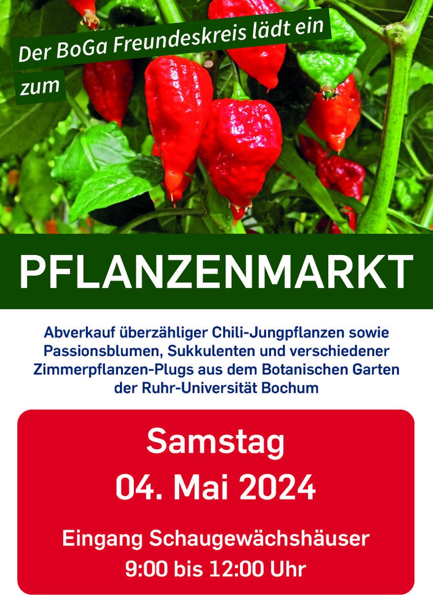 WolfgangStuppy's tweet image. Am Samstag, dem 04. Mai 2024 veranstaltet der Freundeskreis des Botanischen Gartens der #ruhrunibochum wieder einen "Pflanzenmarkt". Diesmal gibt es überzählige Chili-Pflanzen aus unserer diesjährigen Aussaat, Passionsblumen, Sukkulenten und verschiedene Zimmerpflanzen.