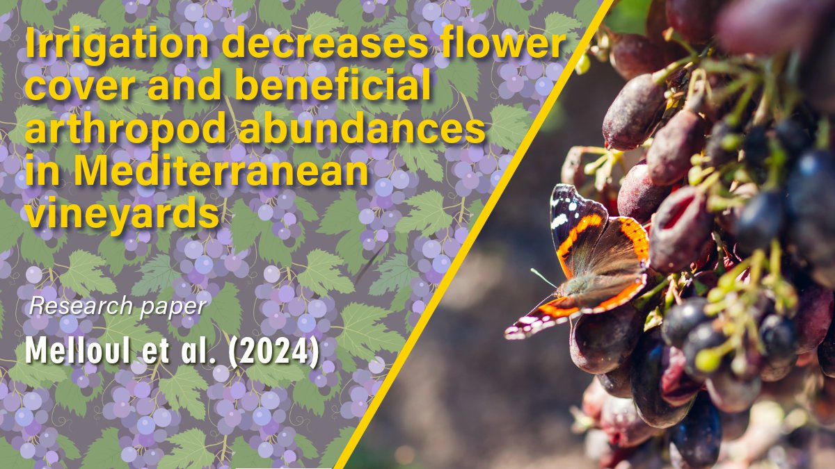 #DripIrrigation and #Biodiveristy? 
Melloul et al. from @implanteus, @imbe_marseille &
@UnivAvignon looked at #Irrigation in #Mediterranean #Vineyards. It #decreases #FlowerCover and #Beneficial #Arthropod #Abundances. 🍇🌿sciencedirect.com/science/articl…
