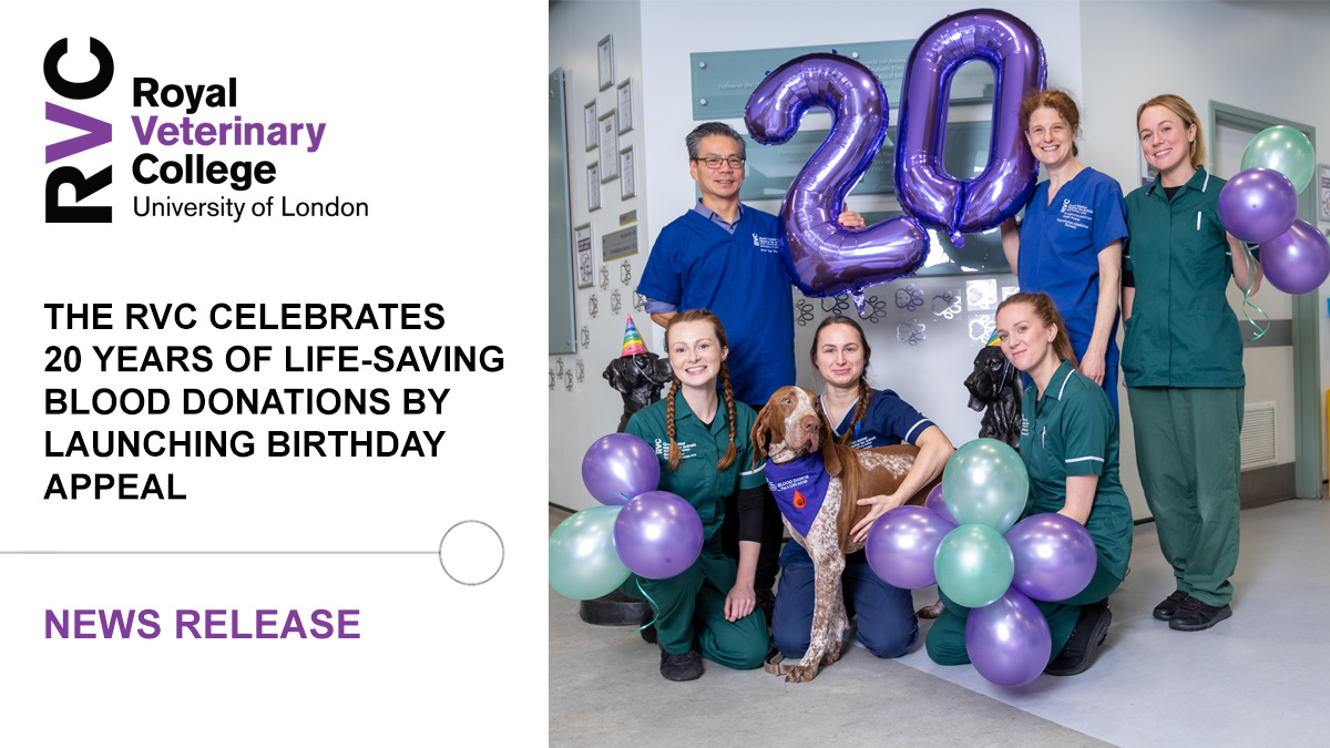 🩸 To mark 20 years of our life-saving blood donation programme and to provide more pets with this vital service, the RVC’s charity, the @AnimalCareTrust, has launched an appeal to raise £150,000 towards new facilities. ➡️ Read more at: rvc.uk.com/blood-donor-20