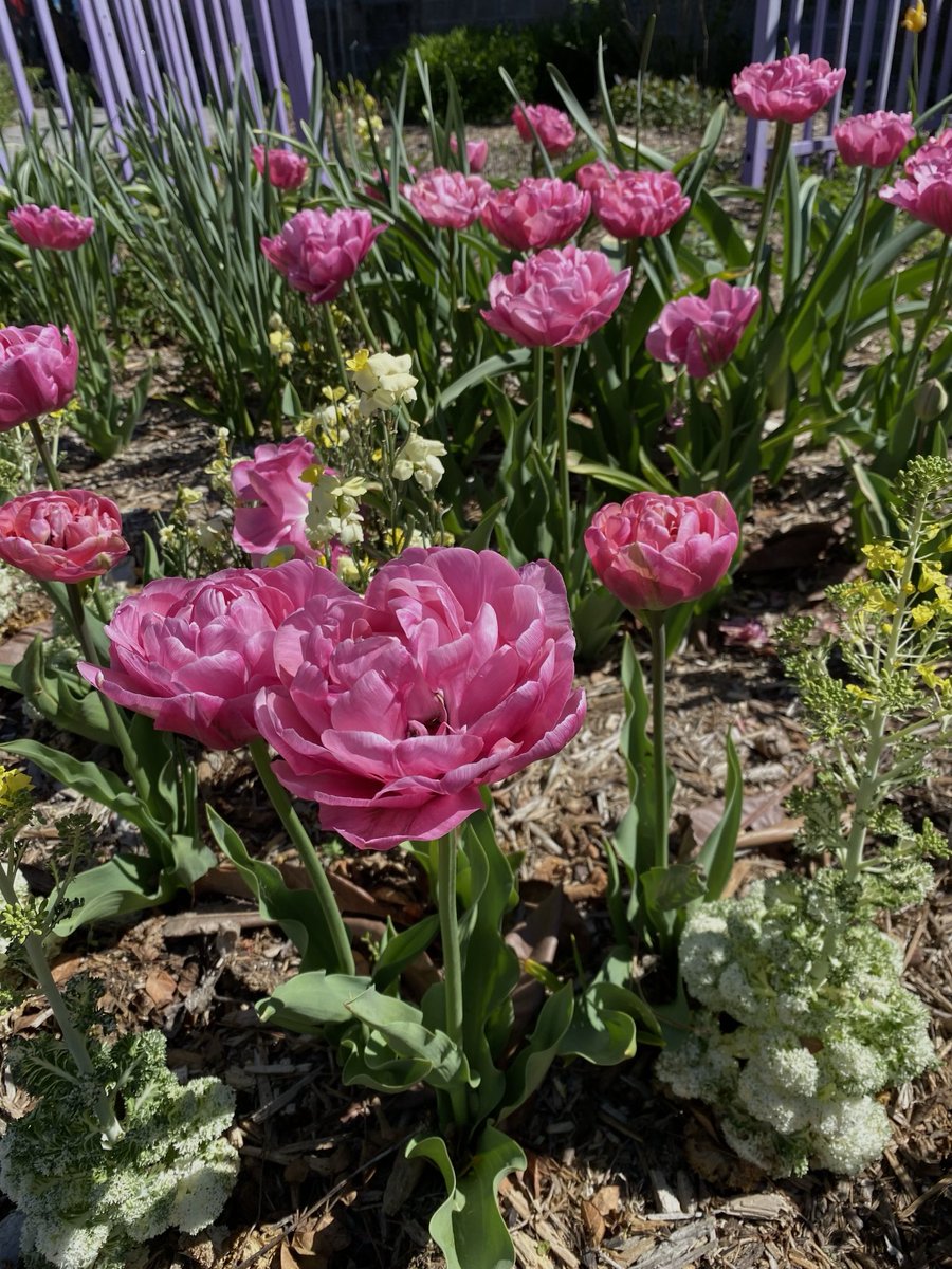 Fluffy Tulips for #PinkFriday. May you be in the pink today, friends! #GardeningX #Flowers #MasterGardener