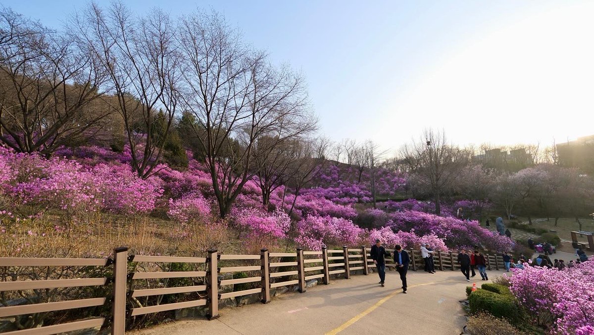 Secret_yamyamm's tweet image. 🩷Azalea Garden #bucheon #Azalea #garden #southkorea #lateupload