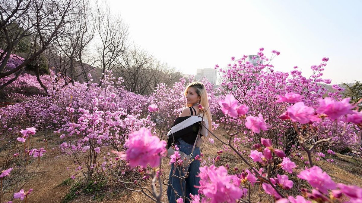 Secret_yamyamm's tweet image. 🩷Azalea Garden #bucheon #Azalea #garden #southkorea #lateupload