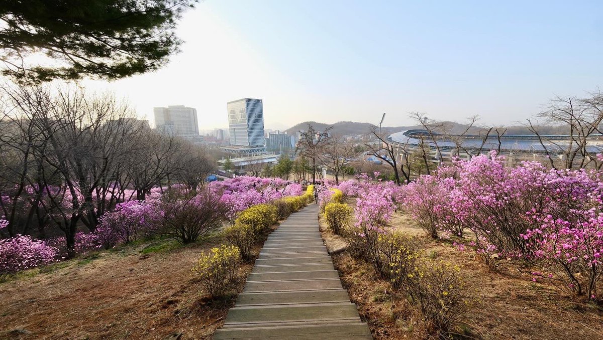 Secret_yamyamm's tweet image. 🩷Azalea Garden #bucheon #Azalea #garden #southkorea #lateupload