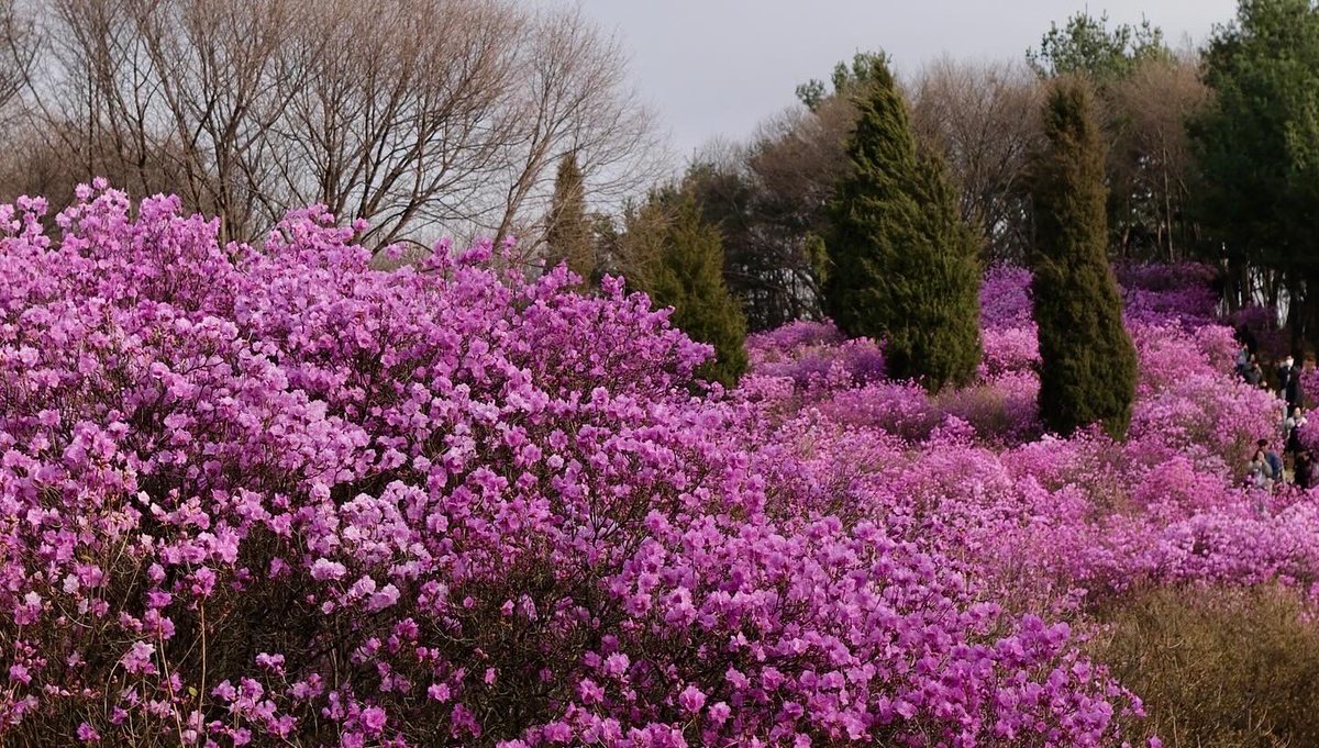 Secret_yamyamm's tweet image. 🩷Azalea Garden #bucheon #Azalea #garden #southkorea #lateupload