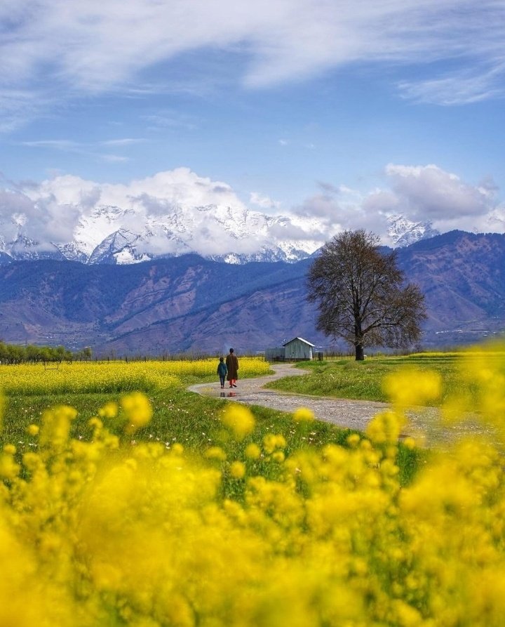 Kashmir in #spring