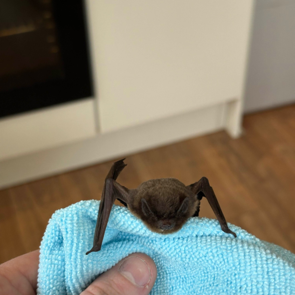 #RecordOfTheWeek today is a handsome Nathusius's Pipistrelle (Pipistrellus nathusii), found grounded in Penarth. Safely rescued (handled under license). Many thanks for the record & photo, submitted via the LERC Wales App: sewbrec.org.uk/recording/app