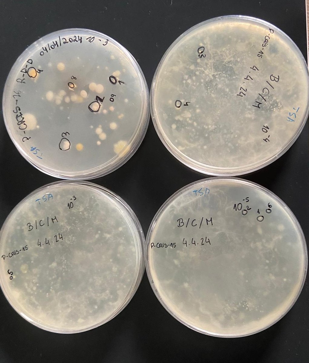 MicroMundo_IUCS's tweet image. 👏Yesterday we had the 3rd session of Team 2 at the EBS Cristelo TEIP School!
We recorded the biodiversity found in soils collected by the school students and tested several colonies through an antibiosis assay against clinically relevant bacteria!
@Cespu_Ensino @TOXRUNIUCS