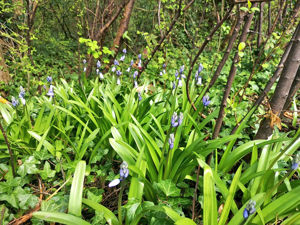 Slow signs of #spring at #Wythenshawe Park 🌞🌡️