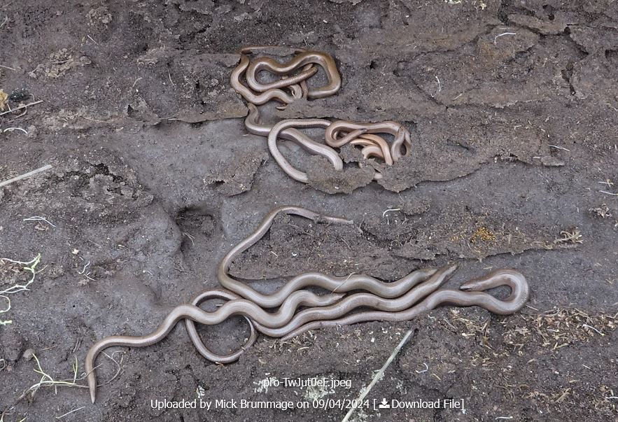 Lizards alive! Slow-worms (Anguis fragilis) at Marford @North_Wales_WT is Cofnod's #RecordOfTheWeek. 11 in total with 9 in this photo alone!