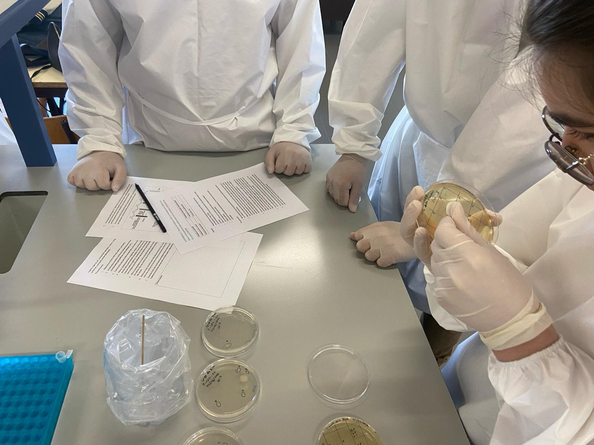 MicroMundo_IUCS's tweet image. 👏Yesterday we had the 3rd session of Team 2 at the EBS Cristelo TEIP School!
We recorded the biodiversity found in soils collected by the school students and tested several colonies through an antibiosis assay against clinically relevant bacteria!
@Cespu_Ensino @TOXRUNIUCS