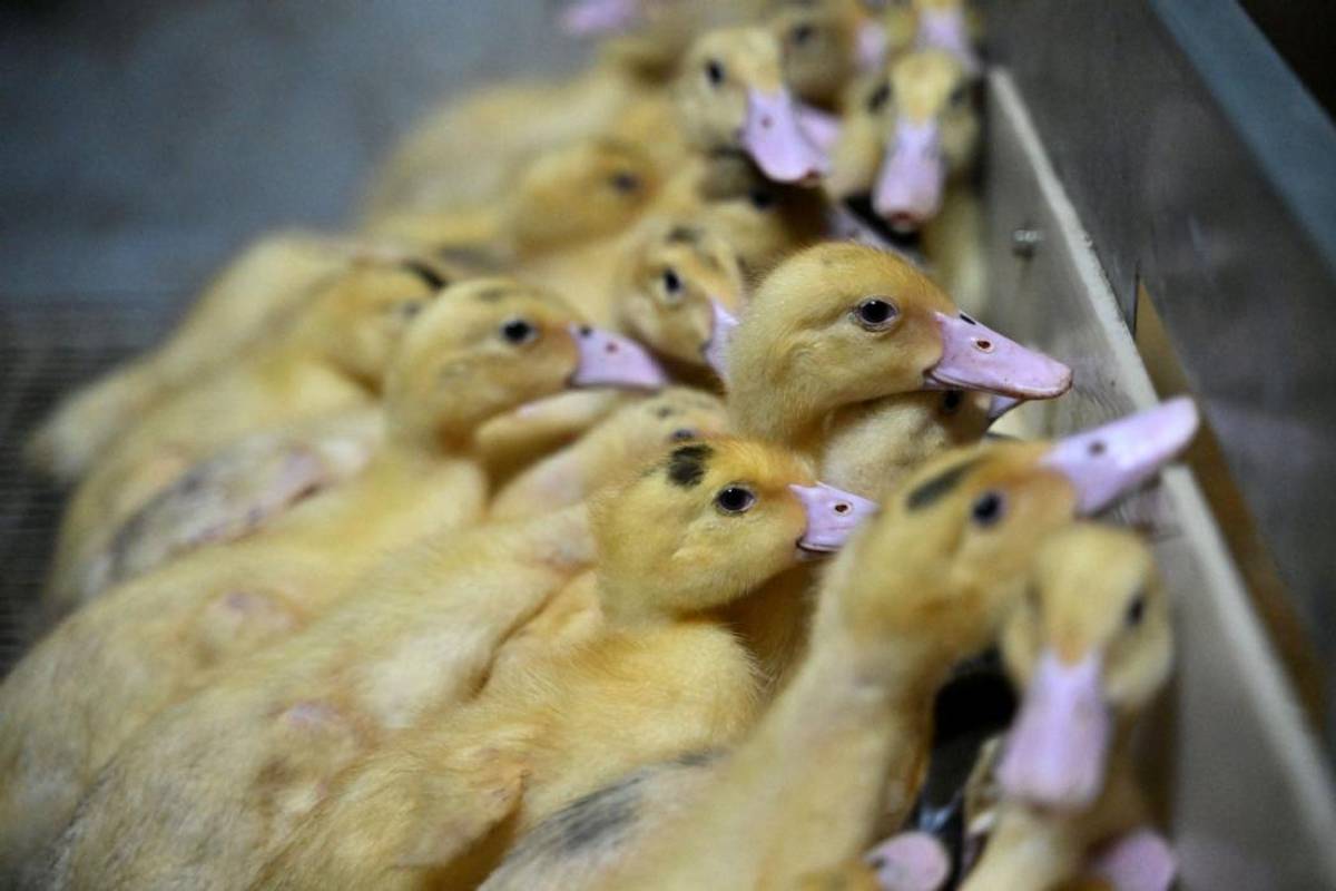 Vaccination contre la grippe aviaire : quels effets pour les producteurs de canards gras en Limousin ? lepopulaire.fr/limoges-87000/… #limousin #grippeaviaire #canard #agriculture