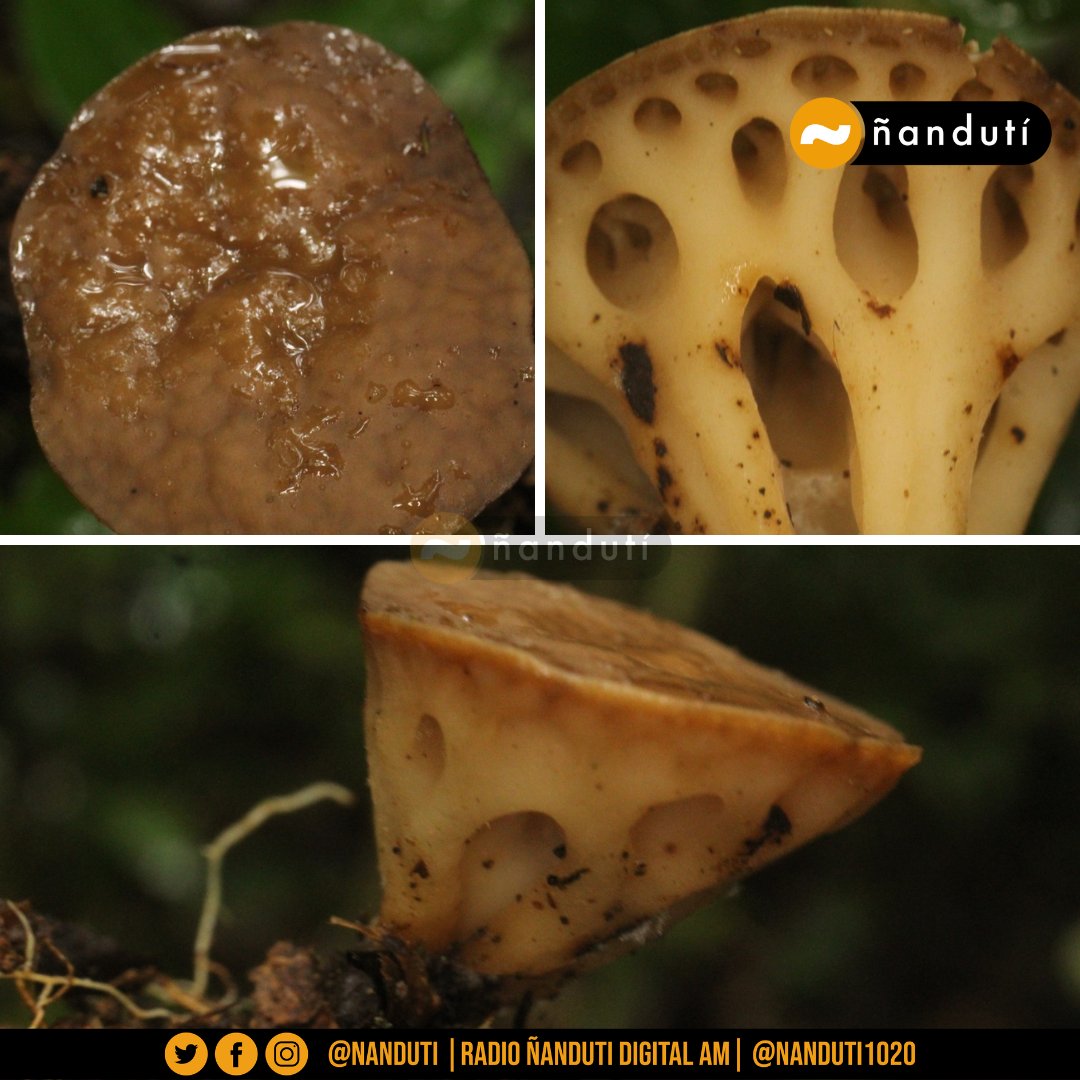 nanduti's tweet photo. Investigadoras paraguayas redescubren misterioso hongo🍄

Michelle Campi, Yanine Maubet y Brenda Veloso encontraron el hongo "Rickiella edulis" en la granja ecológica Ñandu'a, Itá, Departamento Central, el cual permaneció  más de un siglo desaparecido

Dicho hongo fue descubierto por primera vez en 1897 por el explorador Carolo Spegazzini en Guarapí, Departamento Paraguarí. El tesoro micológico se convirtió en una leyenda hasta que finalmente fue redescubierto por las expertas.

vía @conacytparaguay | #1020AM