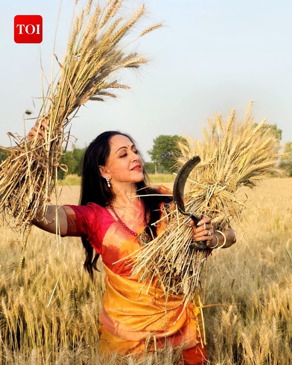 #InPics | Actor and #BJP Mathura candidate #HemaMalini harvests wheat crop at a field during #LokSabhaElection campaign.