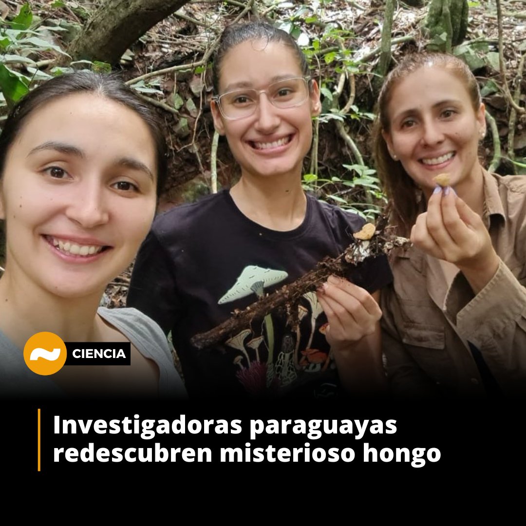 nanduti's tweet photo. Investigadoras paraguayas redescubren misterioso hongo🍄

Michelle Campi, Yanine Maubet y Brenda Veloso encontraron el hongo "Rickiella edulis" en la granja ecológica Ñandu'a, Itá, Departamento Central, el cual permaneció  más de un siglo desaparecido

Dicho hongo fue descubierto por primera vez en 1897 por el explorador Carolo Spegazzini en Guarapí, Departamento Paraguarí. El tesoro micológico se convirtió en una leyenda hasta que finalmente fue redescubierto por las expertas.

vía @conacytparaguay | #1020AM
