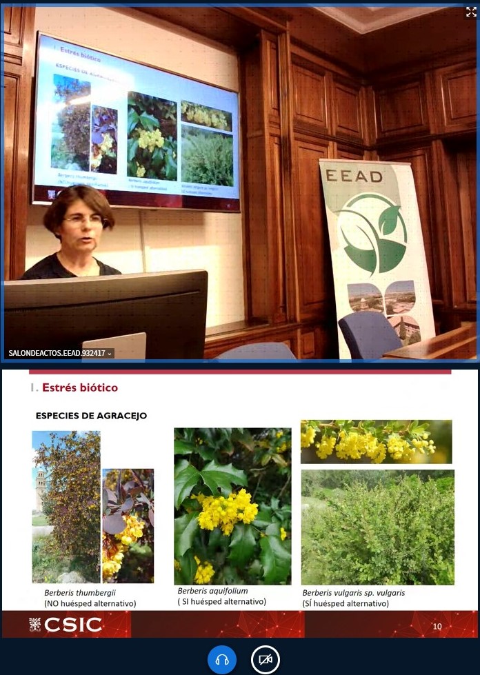 Dolors Villegas ofrece en la @EEAD_CSIC el Seminario «Mejora de cereales bajo estrés biótico y abiótico» También online: 📺conectaha.csic.es/b/sal-gr4-uw3-… #seminarios_EEAD