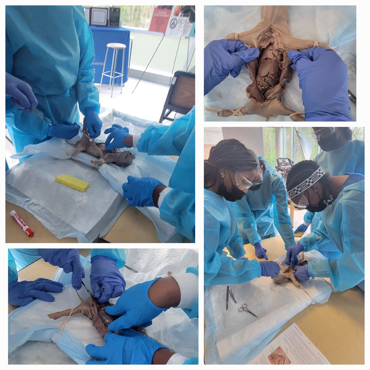 LaToya Howard (@ms_lmorgan) on Twitter photo Inquiry, discovery, and collaboration were highly evident in Ms. Simon's Essentials to Healthcare class today. Students dissected baby pigs to identify and explore different organs. <a href="/ctaeonthehill/">Barbara Simon</a> <a href="/APSMaysRaiders/">APS Mays Raiders</a> <a href="/BEMaysPRIDE/">Dr. Ramon Garner</a> <a href="/MsReedtheAP/">Mrs. Valerie Reed-Taylor</a> <a href="/JBawlson/">James Bawlson</a> <a href="/RamonRivers12/">Ramon Rivers</a> <a href="/teachmehowto_/">Dorian Dallas</a> Inquiry, discovery, and collaboration were highly evident in Ms. Simon's Essentials to Healthcare class today. Students dissected baby pigs to identify and explore different organs. <a href="/ctaeonthehill/">Barbara Simon</a> <a href="/APSMaysRaiders/">APS Mays Raiders</a> <a href="/BEMaysPRIDE/">Dr. Ramon Garner</a> <a href="/MsReedtheAP/">Mrs. Valerie Reed-Taylor</a> <a href="/JBawlson/">James Bawlson</a> <a href="/RamonRivers12/">Ramon Rivers</a> <a href="/teachmehowto_/">Dorian Dallas</a>