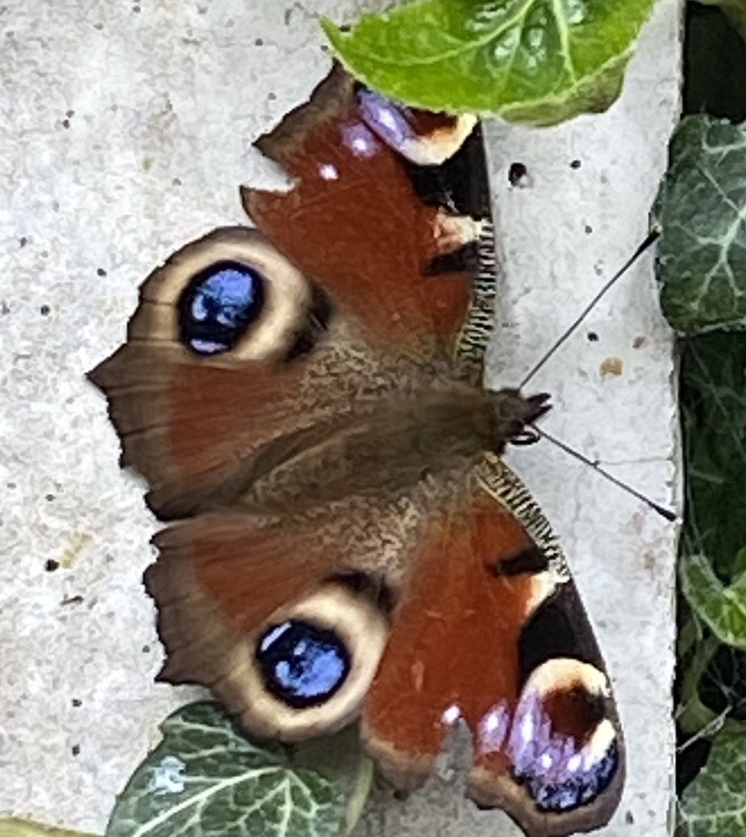 It’s all happening in our garden this morning 🥰