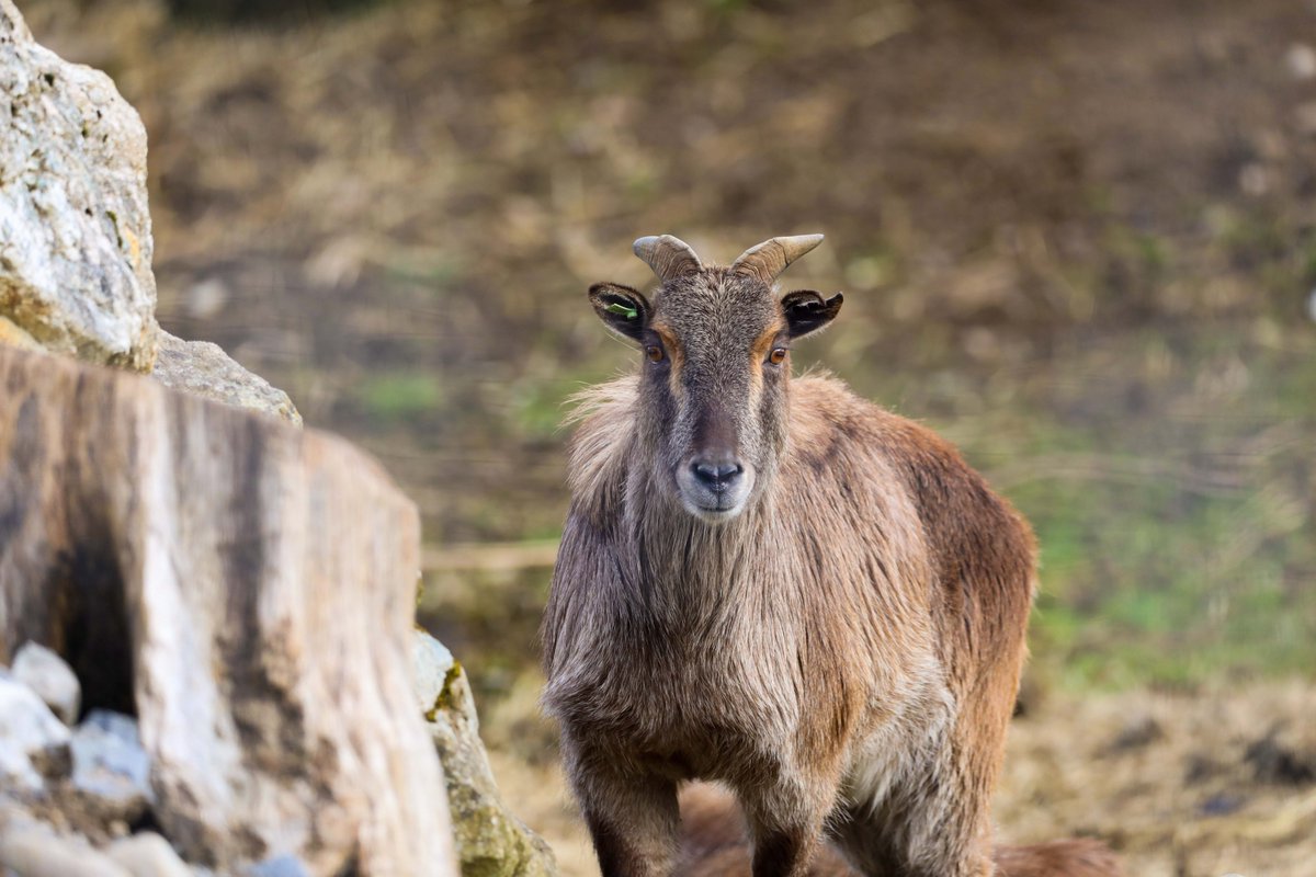 I knew chew were trouble when you walked in... Himalayan tahr have multi-chambered stomachs allowing them to repeatedly regurgitate their food, chew it and obtain nutrients from otherwise indigestible plant tissues 🐐