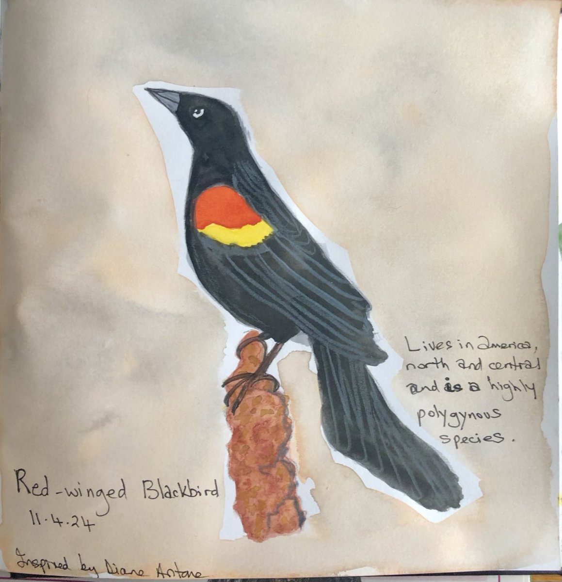 #redwingedblackbird #watercolour