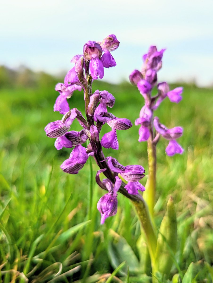 Wild orchids are back! This is a pretty pair of Green-winged Orchids, spotted today on a meadow we created on the edge of Castle Vale housing estate back in 2013. Over the coming weeks, they'll be joined by hundreds more! Brilliant, beautiful urban wildlife at its best!