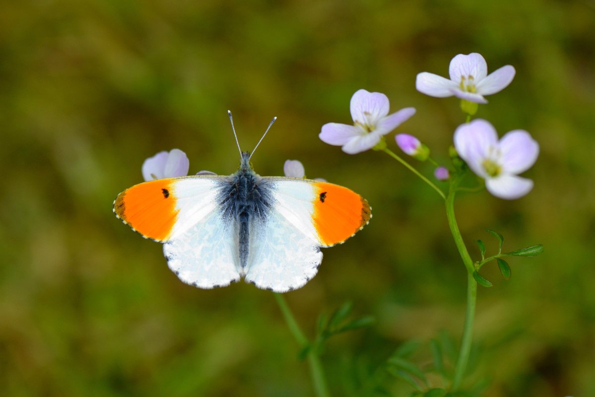 Orange Tip butterfly with it's favourite foodplant, Cardamine pratensis, also known by the pretty names Cuckoo Flower, Lady's Smock or Milkmaids. @savebutterflies #butterfly