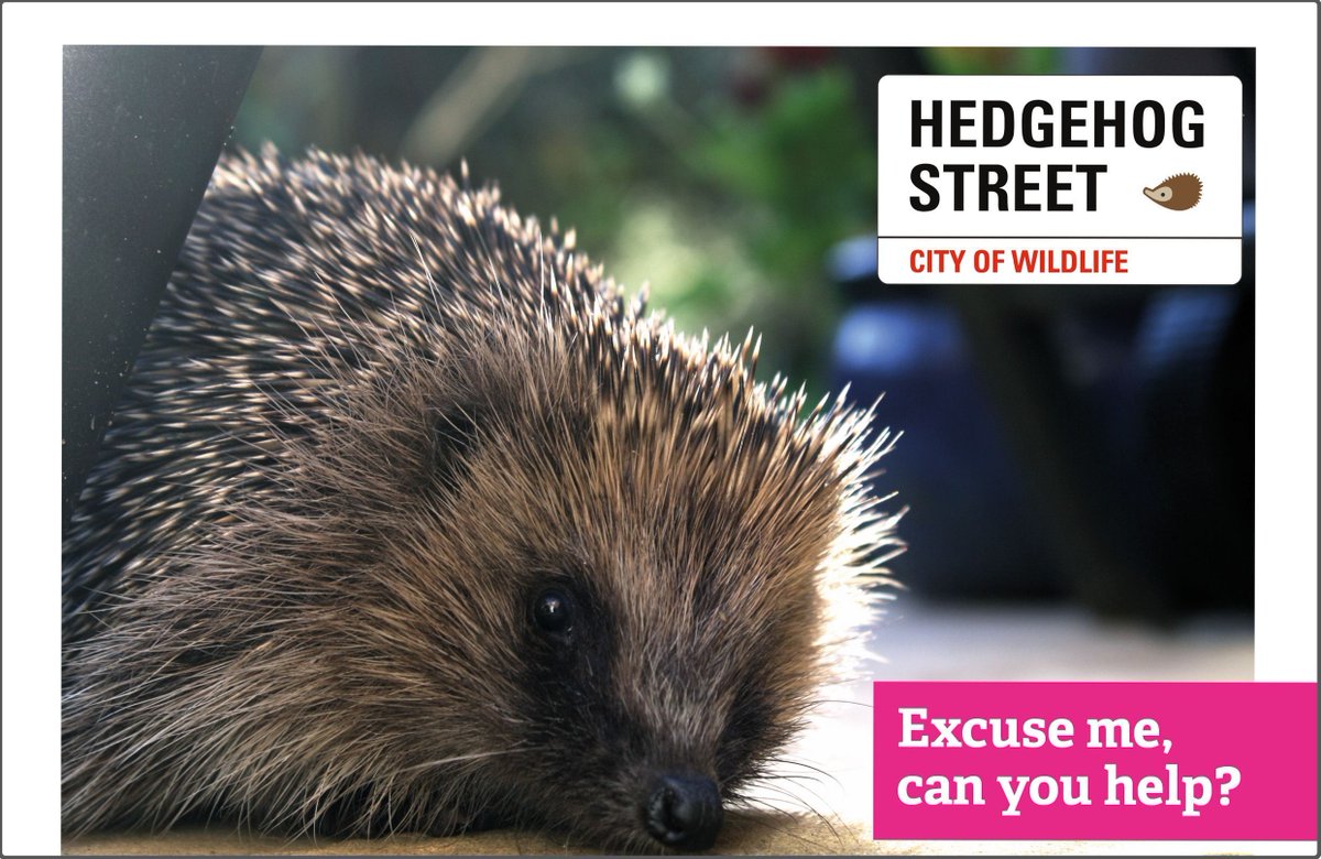 This week's #FridayFact is about #HedgehogStreet! Did you know you can sign up to become a #HedgehogChampion? Join the team of over 127,000 volunteers and make a real difference to #wildlife! 🦔🦔🦔 buff.ly/3RCe2sW #HedgehogStreet is run jointly by us & @PTES