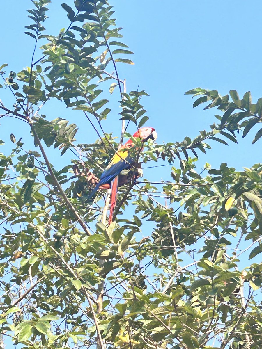 Just back from Costa Rica, the 1st tropical country to have stopped & reversed deforestation…..turning bare cattle pasture into densely forested havens for wildlife. Farmers here get payments for ecosystem services! 😊🦋🐊🦜 #ClimateAction #biodiversity #ecotourism ❤️🌍