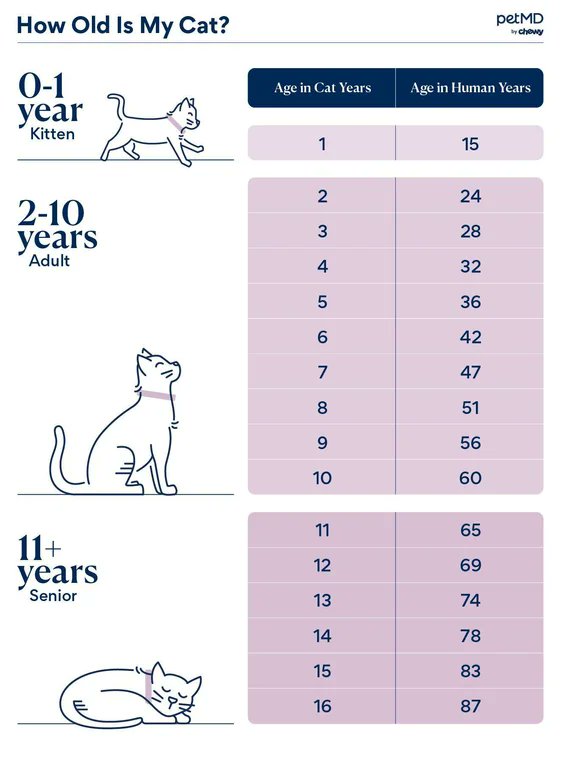 An approximated conversion of a cat age into the corresponding human age.

[✏️ petMD]