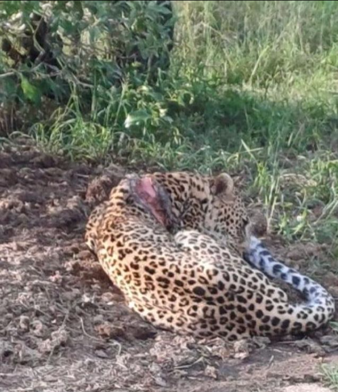 Maribye with a snare 💔🤬 #wildearth 
Vets are treating him at the moment.