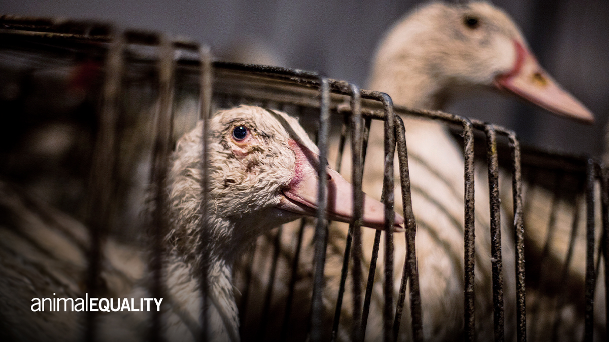 .@Galvin_brothers, there is NOTHING sustainable about shipping #foiegras from Europe to serve in your UK restaurants… just think of the emissions!🚢✈️🌎