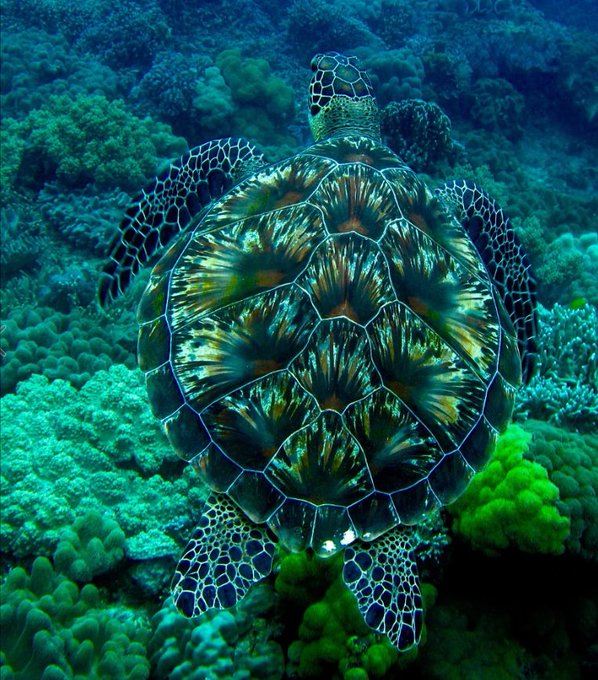 The hawksbill sea turtle is a critically endangered sea turtle whose shells slightly changes colors, depending on water temperature [📷 Orazio Fargione]