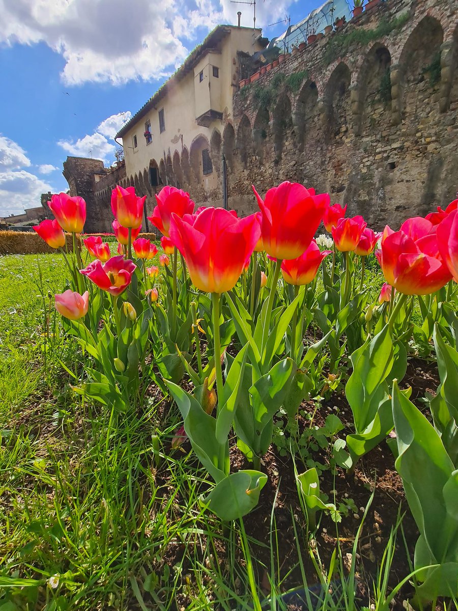 Spring, time for tulips! These days in @comunescandicci #LastraaSigna, @SestoFiorentino #Calenzano and @ComuneCampiB the #WanderandPick initiative is underway: expanses of tulips in bloom, to be admired, photographed and picked! @VisitTuscanyITA 📷Comune di Lastra a Signa
