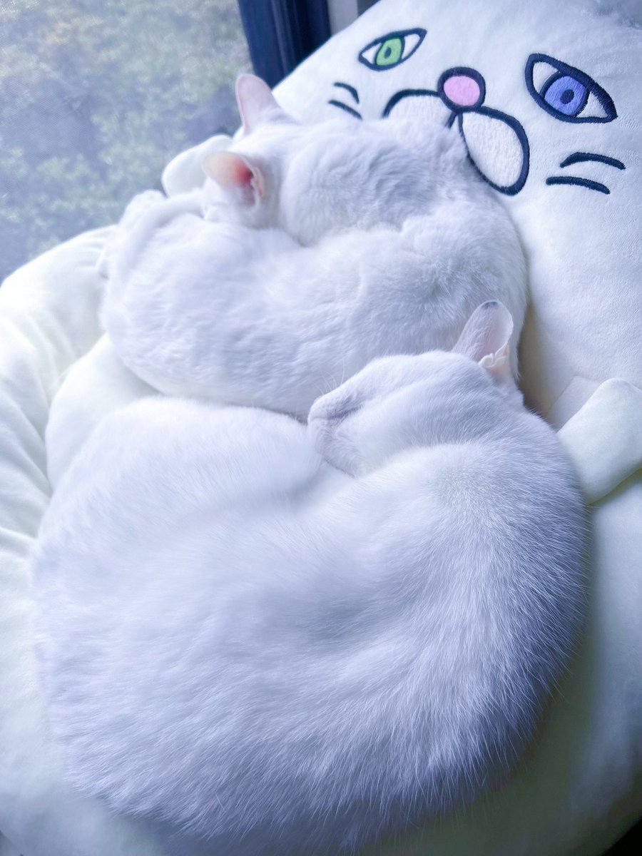 仲良くねん猫·͜· ꕤ︎︎

＃猫のいる暮らし
＃猫のいる幸せ
＃白猫