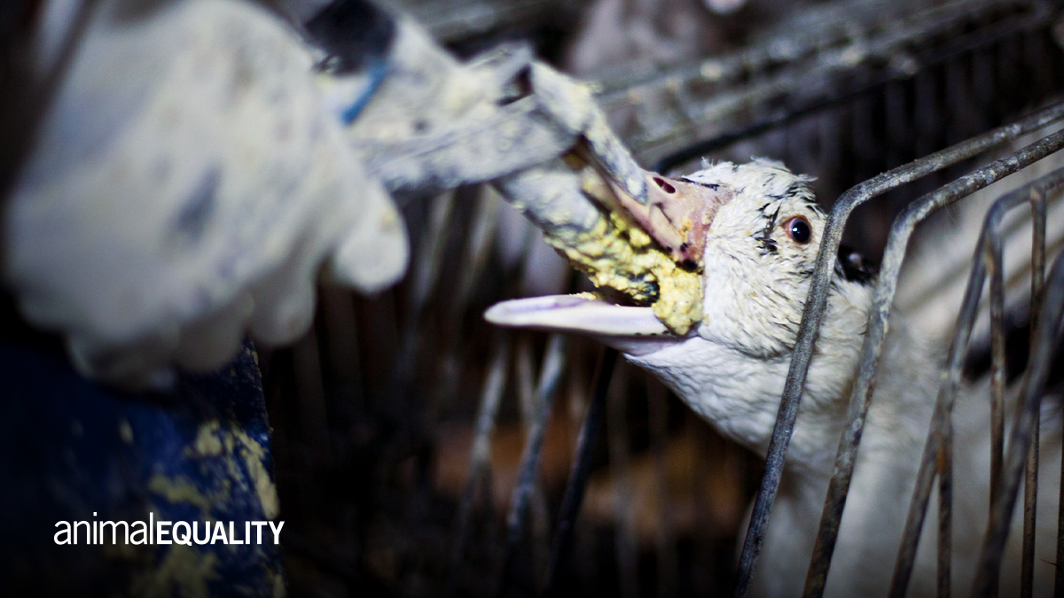Disturbingly, the @Galvin_brothers are serving #foiegras made by force-feeding at their La Chapelle and Green Man venues. This doesn’t scream class, it screams torture! 😩 Please, don’t profit from this cruelty – get it off of your menus, NOW!
