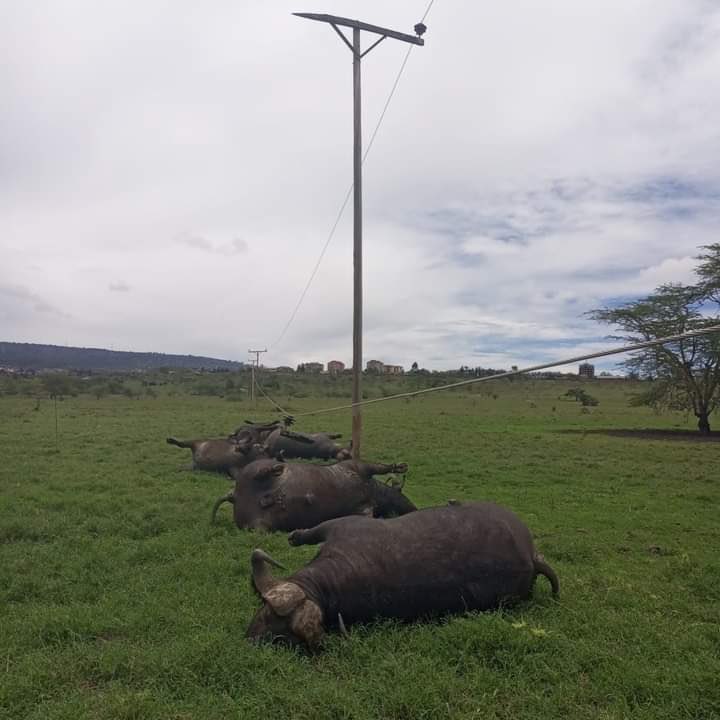 Bufallos electrocuted by a hanging power line at Nairobi National Park.