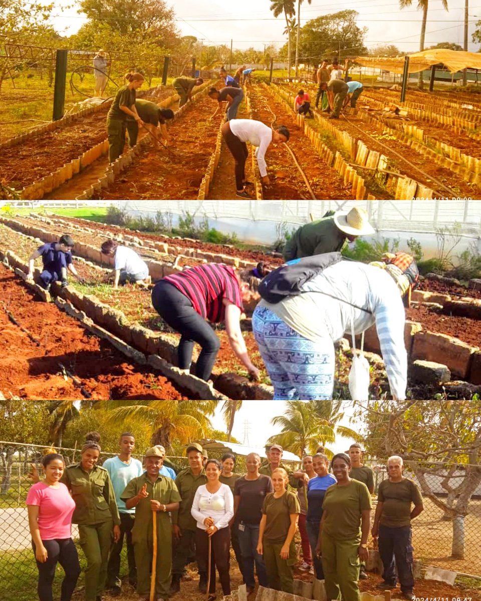 🔴🟢| Los miembros del Ejército Occidental continúan demostrando su compromiso con la Patria al trabajar incansablemente en la producción de alimentos.Estos hombres y mujeres dedican tiempo y esfuerzo para cultivar y garantizar que haya alimentos para todos. #GenteQueSuma🇨🇺